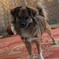 فروش سگ پامر روباهی بامدرک شناسنامه|سگ|نورآباد ممسنی, |دیوار