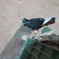 کفتر|پرنده|نیشابور, فیض آباد|دیوار