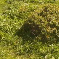 فروش سیم کارت دایمی 0912