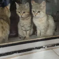 گربه|گربه|زنجان, |دیوار