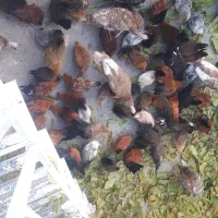 فروش مرغ دو رگه گلین وکردی اصل