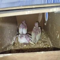 طوطی عروس با جوجه
