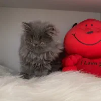 گربه ی پرشین بلو سوپر فلت دختر ۲/۵ ماهه|گربه|تبریز, |دیوار