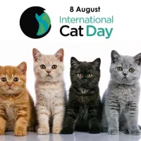 گربه پیدا شده کورکا