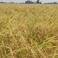 کشت دوم برنج فوق‌العاده ۲۸۵ت سرلاشه ۱۷۵ هاشمی|خوردنی و آشامیدنی|بابکان, |دیوار