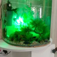 فروش آکواریوم شیشه خم.|ماهی|نیشابور, شهرک فرهنگیان|دیوار