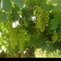 غوره