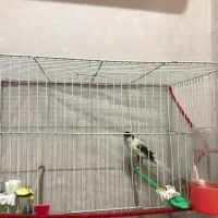 قناری کشیده بلند