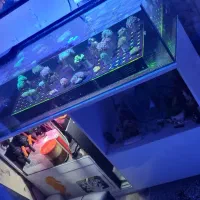 آکواریوم شیشه ریملس تانک آبشور آماده مرجان ریف شور