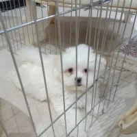 فقط به دلیل مهاجرت به فروش میرسد