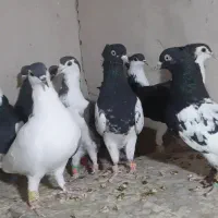 کفتررنگه