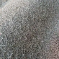 گیاه خرمن کوب شده
