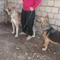فروش ماده