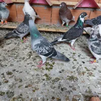 کبوتر آلمانی مسافتی رنگی|پرنده|کلاله, |دیوار