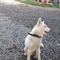 توله هاسکی نر آموزش دیده|سگ|رشت, جانبازان|دیوار