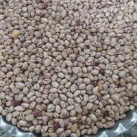 لوبیا چیتی  بذری مادر کوشا