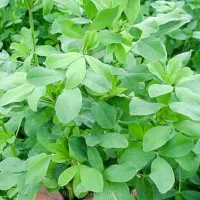 بذر یونجه رنجر آمریکایی اصل