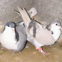 ۲۰ تا کفتر زدخوردی|پرنده|قائن, |دیوار