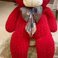 فروش خرس خارجی فوری نصف قیمت