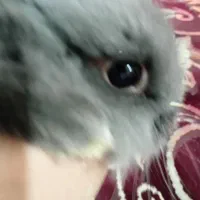 خرگوش لوپ کوچولو