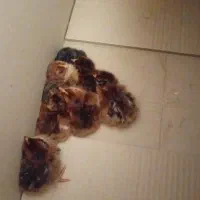 جوجه محلی ۱۰روزه