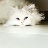 واگذاری پرشین نر