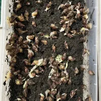 ۵۰۰ عدد حلزون آلبینو نژاد دار واگذاری رایگان