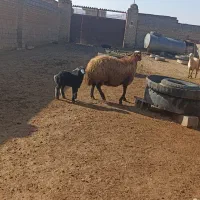 یع میش جوان|حیوانات مزرعه|شیروان (خراسان), |دیوار