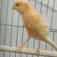 قناری ماده بلند