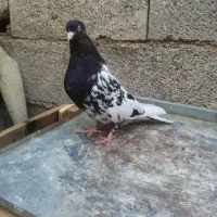 توقی کله سیاه|پرنده|اهواز, رسالت|دیوار