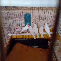 تعدادی فنج دانه ۱۴۰ هزار