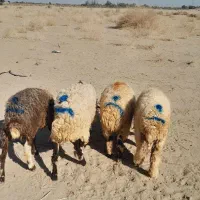 ۴راس بره نر|حیوانات مزرعه|جیرفت, |دیوار