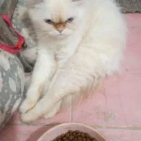 معاوضه با سگ سایز ریز