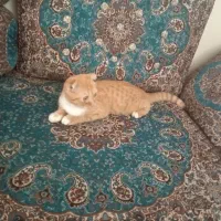 گربه اصیل اسکاتیش نر