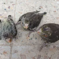 فروش ۴عدد جوجه عروس