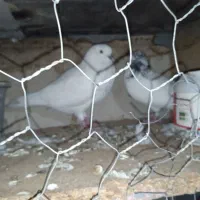 فروشی|پرنده|بندرعباس, |دیوار