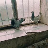 دو عدد کبوتر|پرنده|رشتخوار, |دیوار