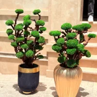 درختان زیبای جاودان