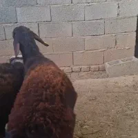 بره افشار بره چاق بره لاغر بره قوچی گوسفند|حیوانات مزرعه|صفادشت, |دیوار
