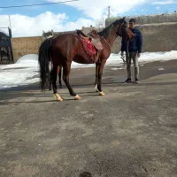 دوتا اسب مادیان جنس درج