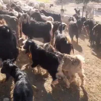 فروش ۴۰بزوبزغاله داشتی وجوان