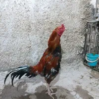خروس لاری