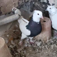 طوقی کاشونی|پرنده|خمینیشهر, |دیوار