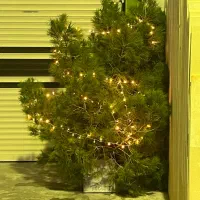 درخت کریسمس طبیعی ارتفاع ۳متر|گل و گیاه طبیعی|اصفهان, باغ زرشک|دیوار