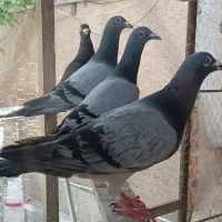 کبوتر  مسافتی نی ریز