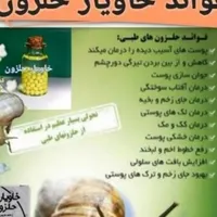 حلزون طبی آچاتینا|خزنده|کرمان, |دیوار