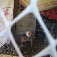 کبوتر کاکل زرد