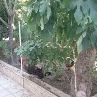 یک واحد حدودا ۶۰متری یک خواب|اجارهٔ آپارتمان|مشهد, شهید مطهری|دیوار