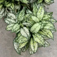 آگلونما برفی