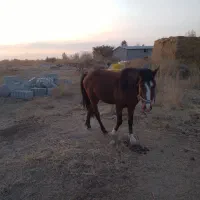 اسب ۴ساله نر|اسب و تجهیزات اسبسواری|ارومیه, |دیوار